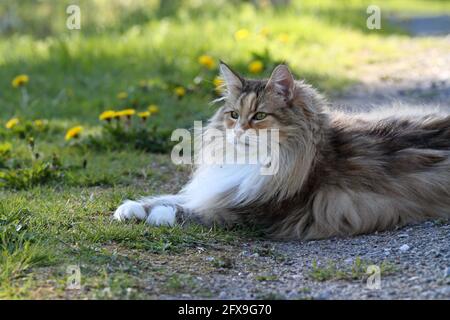Gatto della foresta norvegese che riposa in giardino la sera Foto Stock