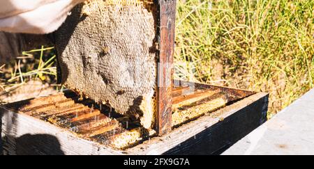 Dettaglio di un nido d'ape con api sulla parte superiore di a. alveare che mostra le cellule esagonali e chiuse per contenere il miele e cera come riserva alimentare per gli insetti Foto Stock