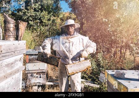 apicoltore di mezza età in piena protezione pungente sorridendo e tenendo due nidi d'ape pieni di miele dall'apiario circondato da storditi api su una su Foto Stock