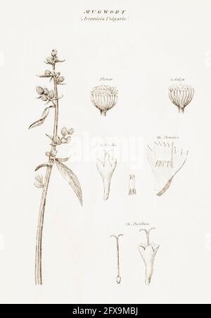 Illustrazione botanica copperplate di Mugwort / Artemisia vulgaris da Robert Thornton's British Flora, 1812. Una volta usato come pianta medicinale. Foto Stock