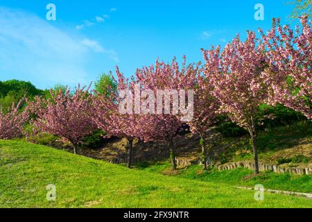 Fiore sakura alberi vicolo in Botanical Grarden. Kiev, Ucraina Foto Stock