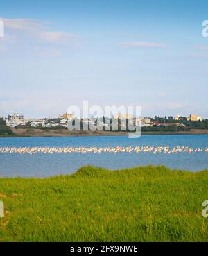 Fenicotteri su un lago. Larnaca città sullo sfondo. Cipro Foto Stock