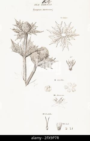 Illustrazione botanica copperplate di Sea Holly / Eryngium maritimum da Robert Thornton's British Flora, 1812. Una volta usato come pianta medicinale. Foto Stock