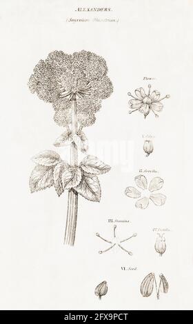 Illustrazione botanica copperplate di Alexanders / Smyrnium olusatrum da Robert Thornton's British Flora, 1812. Vecchia pianta commestibile & medicinale. Foto Stock