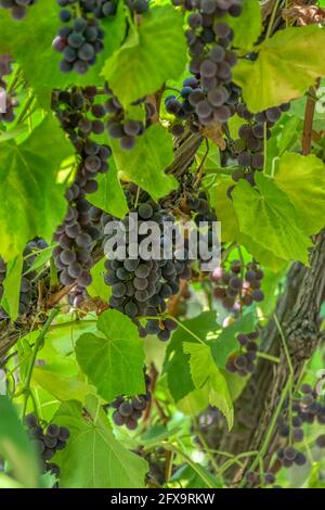 Fascicola uva rossa che cresce tra le foglie. Vite di uva rossa. Foto Stock