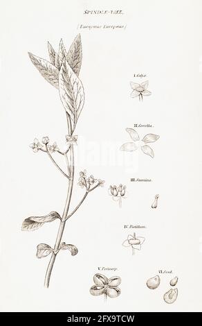 Illustrazione botanica del fusello / Euonymus europaeus di Robert Thornton's British Flora, 1812. Una volta usato come pianta medicinale. Foto Stock