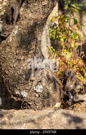 Una lucertola mimetizzata sull'albero alle rovine di Termessos vicino ad Antalya in Turchia. Foto Stock
