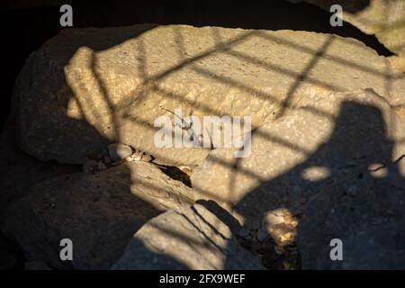 Una lucertola camuffata sulla roccia alle rovine di Termessos vicino ad Antalya in Turchia. Foto Stock