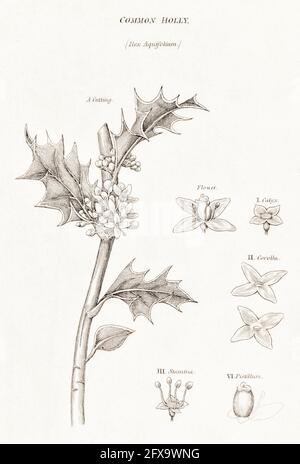 Illustrazione botanica copperplate di Holly / Ilex aquifolium da Robert Thornton's British Flora, 1812. Una volta usato come pianta medicinale nei rimedi. Foto Stock