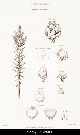 Illustrazione botanica copperplate di Juniper / Juniperus communis da Robert Thornton's British Flora, 1812. Una volta usato come pianta medicinale. Foto Stock