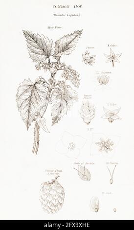 Illustrazione botanica copperplate di luppolo Hop / Humulus dalla British Flora di Robert Thornton, 1812. Pianta medicinale tradizionale, e utilizzato per la birra Foto Stock