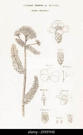 Illustrazione botanica copperplate di Yarrow / Achillea millefolium da Robert Thornton's British Flora, 1812. Ben noto pianta di erbe di vecchio. Foto Stock