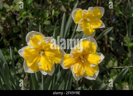 blumen auf einer Wiese Foto Stock