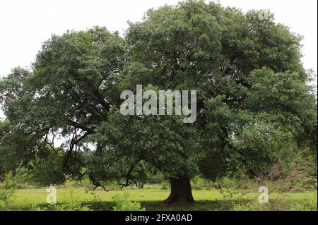 una grande quercia si erge da sola in un piccolo campo Foto Stock