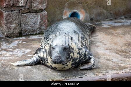 Gweek, Cornovaglia, 26 maggio 2021, un sigillo al Cornish Seal Sanctuary che è stato salvare cuccioli di sigillo per oltre 60 anni e ha salvato ben oltre 3000 cuccioli. Il sistema a senso unico è ben segnalato ed è covid sicuro con abbondanza di spazio outdoors.Credit: Keith Larby/Alamy Live News Foto Stock