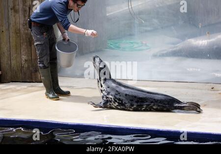 Gweek, Cornovaglia, 26 maggio 2021, UN custode alimenta le foche al Cornovaglia Seal Sanctuary. È stato il salvataggio di cuccioli di sigillo per oltre 60 anni e ha salvato ben oltre 3000 cuccioli. Il sistema a senso unico è ben segnalato ed è covid sicuro con abbondanza di spazio outdoors.Credit: Keith Larby/Alamy Live News Foto Stock