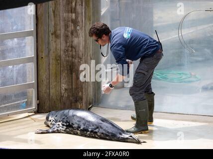 Gweek, Cornovaglia, 26 maggio 2021, UN custode alimenta le foche al Cornovaglia Seal Sanctuary. È stato il salvataggio di cuccioli di sigillo per oltre 60 anni e ha salvato ben oltre 3000 cuccioli. Il sistema a senso unico è ben segnalato ed è covid sicuro con abbondanza di spazio outdoors.Credit: Keith Larby/Alamy Live News Foto Stock