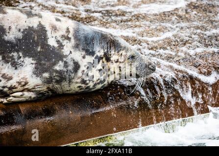 Gweek, Cornovaglia, 26 maggio 2021, un sigillo al Cornish Seal Sanctuary che è stato salvare cuccioli di sigillo per oltre 60 anni e ha salvato ben oltre 3000 cuccioli. Il sistema a senso unico è ben segnalato ed è covid sicuro con abbondanza di spazio outdoors.Credit: Keith Larby/Alamy Live News Foto Stock