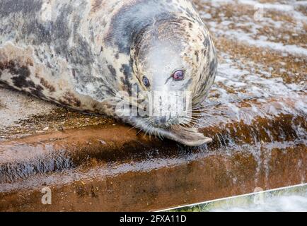 Gweek, Cornovaglia, 26 maggio 2021, un sigillo al Cornish Seal Sanctuary che è stato salvare cuccioli di sigillo per oltre 60 anni e ha salvato ben oltre 3000 cuccioli. Il sistema a senso unico è ben segnalato ed è covid sicuro con abbondanza di spazio outdoors.Credit: Keith Larby/Alamy Live News Foto Stock