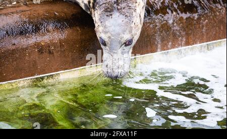 Gweek, Cornovaglia, 26 maggio 2021, un sigillo al Cornish Seal Sanctuary che è stato salvare cuccioli di sigillo per oltre 60 anni e ha salvato ben oltre 3000 cuccioli. Il sistema a senso unico è ben segnalato ed è covid sicuro con abbondanza di spazio outdoors.Credit: Keith Larby/Alamy Live News Foto Stock