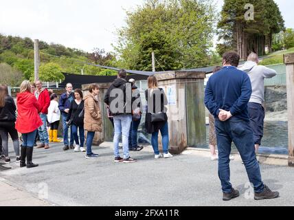 Gweek, Cornovaglia, 26 maggio 2021, visitatori che si godono la Cornish Seal Sanctuary, che è stato salvato cuccioli di foche per oltre 60 anni e ha salvato ben oltre 3000 cuccioli. Il sistema a senso unico è ben segnalato ed è covid sicuro con abbondanza di spazio outdoors.Credit: Keith Larby/Alamy Live News Foto Stock