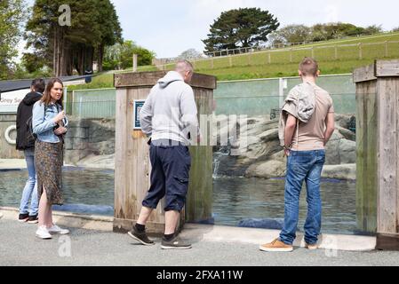 Gweek, Cornovaglia, 26 maggio 2021, visitatori che si godono la Cornish Seal Sanctuary, che è stato salvato cuccioli di foche per oltre 60 anni e ha salvato ben oltre 3000 cuccioli. Il sistema a senso unico è ben segnalato ed è covid sicuro con abbondanza di spazio outdoors.Credit: Keith Larby/Alamy Live News Foto Stock