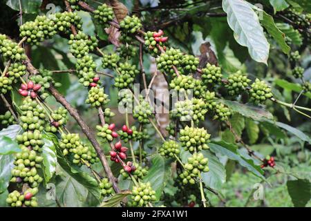 Macchina da caffè robusta con ramo pieno di caffè verde natura sfondo Foto Stock