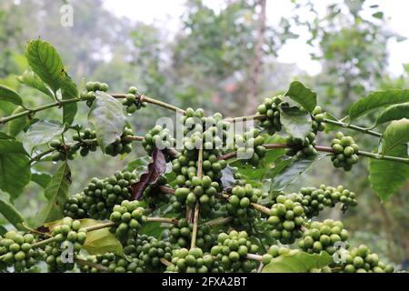Caffè verde nelle filiali della macchina robusta in caffè piantagione Foto Stock
