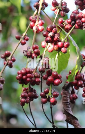 Chicchi di caffè robusta sui rami. Maturare le bacche di caffè robusta pronte per essere raccolte appese sui rami della pianta del caffè Foto Stock