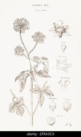 Illustrazione botanica copperplate di Ivy / Hedera Helix da Robert Thornton's British Flora, 1812. Una volta usato come pianta medicinale in cure a base di erbe. Foto Stock