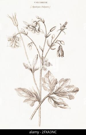 Illustrazione botanica copperplate di Columbine / Aquilegia vulgaris da Robert Thornton's British Flora, 1812. Una volta usato come pianta medicinale. Foto Stock