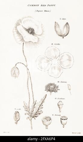 Copperplate illustrazione botanica di Red Poppy / Papaver rhoeas da Robert Thornton's British Flora, 1812. Una volta usato come pianta medicinale. Foto Stock
