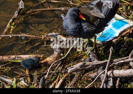 Edimburgo, Scozia, Regno Unito, 26 maggio 2021. Un piccolo piede (Fulica atra) è aggrovigliato in detriti nell'acqua di Leith accanto ad un piede adulto. La recente pioggia pesante ha lavato un sacco di detriti lungo il fiume Foto Stock