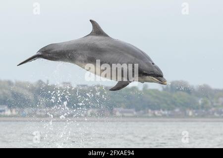 Delfino a collo di bottiglia - popolazione di Moray Firth Foto Stock