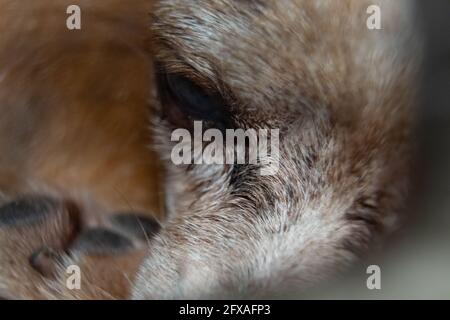 Primo piano occhio del cane Foto Stock