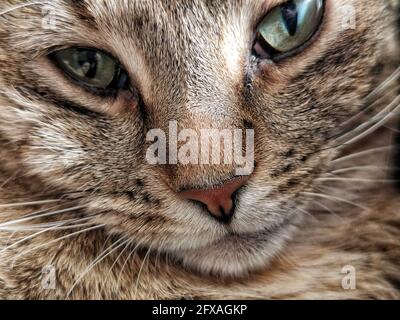 Primo piano di una testa di gatto dagli occhi verdi con lunghi whisker bianchi Foto Stock