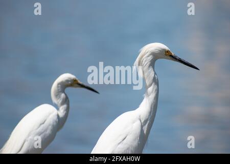 Una foto di una Snowy Egrets in piedi sul bordo dell'acqua nel centro di St. Pete in Florida. Foto Stock