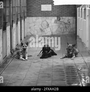 Tre cani sotto forma di denaro della banca di risparmio della città di Amsterdam trasferiti al Royal Dutch Guide Dog Fund per cani da addestramento, 30 ottobre 1962, CANI, corsi di formazione, I Paesi Bassi, foto agenzia stampa del XX secolo, notizie da ricordare, documentario, fotografia storica 1945-1990, storie visive, Storia umana del XX secolo, che cattura momenti nel tempo Foto Stock