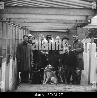 Tre cani in forma di denaro trasferiti dalla banca di risparmio della città di Amsterdam al Royal Dutch Guide Dog Fund per cani da addestramento, 30 ottobre 1962, CANI, corsi di formazione, I Paesi Bassi, foto agenzia stampa del XX secolo, notizie da ricordare, documentario, fotografia storica 1945-1990, storie visive, Storia umana del XX secolo, che cattura momenti nel tempo Foto Stock