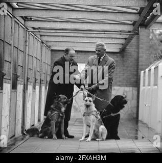 Tre cani sotto forma di denaro trasferito dalla banca di risparmio della città di Amsterdam al Royal Dutch Guide Dog Fund per l'addestramento dei cani, 30 ottobre 1962, CANI, programmi di addestramento, I Paesi Bassi, foto agenzia stampa del XX secolo, notizie da ricordare, documentario, fotografia storica 1945-1990, storie visive, Storia umana del XX secolo, che cattura momenti nel tempo Foto Stock