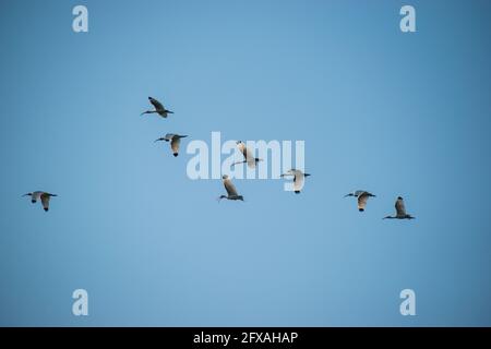 Un gregge di White Ibis vola attraverso il cielo a Tampa, Florida. Foto Stock