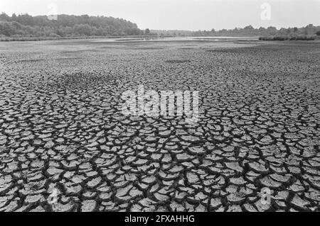 Siccità: Pianura crackizzata vicino a Leersum, 16 luglio 1976, siccità, Paesi Bassi, foto agenzia stampa del xx secolo, notizie da ricordare, documentario, fotografia storica 1945-1990, storie visive, Storia umana del XX secolo, che cattura momenti nel tempo Foto Stock