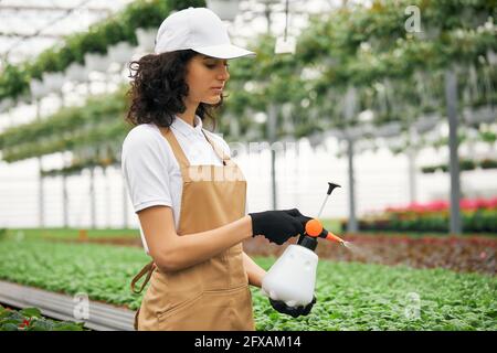 Vista laterale del giardiniere femminile in uniforme spruzzando acqua su fiori colorati a serra. Donna dai capelli scuri che si prende cura delle piante sul lavoro. Foto Stock