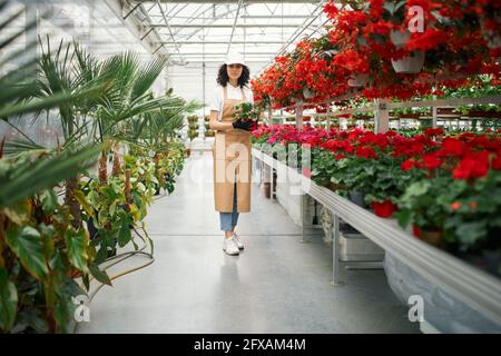 Ritratto a lunghezza intera di donna dai capelli scuri in posa a serra con vaso di fiori in mani. Fiorista femminile al lavoro. Concetto di giardinaggio. Foto Stock