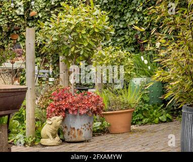 Piccolo giardino con un assortimento di contenitori in metallo, terracotta e ceramica con varie piante in essi. REGNO UNITO. Foto Stock