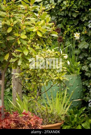 Contenitore cresciuto alberi di baia tagliati in piccolo giardino britannico Foto Stock