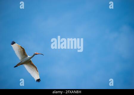 Uno splendido ibis bianco vola sopra in una riserva naturale In Florida Foto Stock