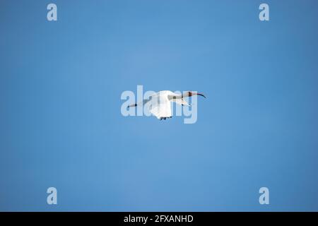 Uno splendido ibis bianco vola sopra in una riserva naturale In Florida Foto Stock