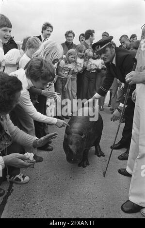 Hippo nano Hugo de Hippo è arrivato a Zestienhoven scuola bambini e l'ippopotamo nani, 2 giugno 1976, arrivi, ippopotami, Bambini della scuola, Paesi Bassi, foto dell'agenzia stampa del XX secolo, notizie da ricordare, documentario, fotografia storica 1945-1990, storie visive, Storia umana del XX secolo, che cattura momenti nel tempo Foto Stock