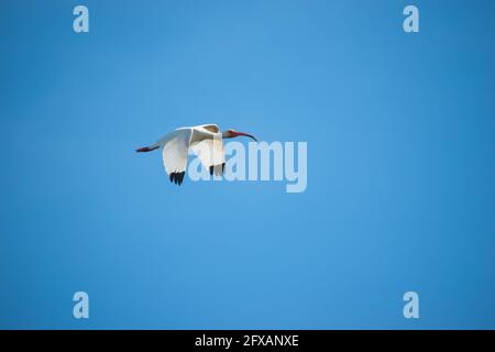 Uno splendido ibis bianco vola sopra in una riserva naturale In Florida Foto Stock